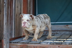 Small Photo #15 English Bulldog Puppy For Sale in LOS ANGELES, CA, USA
