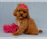 Small Photo #4 Cavapoo Puppy For Sale in MILLERSBURG, OH, USA