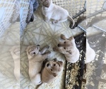 Small Photo #14 Labrador Retriever Puppy For Sale in CONRATH, WI, USA