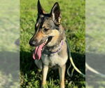 Small #4 German Shepherd Dog