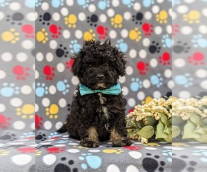 Poodle (Miniature) Puppy for sale in STRASBURG, PA, USA