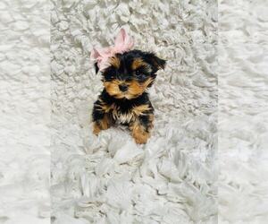 Yorkshire Terrier Puppy for sale in INDIANAPOLIS, IN, USA