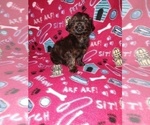 Small Photo #9 YorkiePoo Puppy For Sale in LAPEER, MI, USA