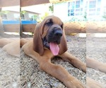 Small Photo #8 Bloodhound Puppy For Sale in NEW PORT RICHEY, FL, USA