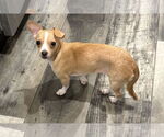 Small #1 Chihuahua Mix