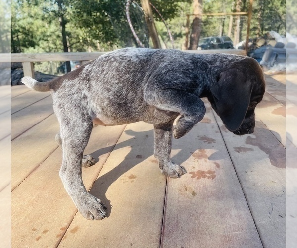 Medium Photo #30 German Shorthaired Pointer Puppy For Sale in FLORISSANT, CO, USA
