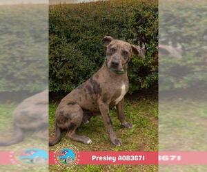 PRESLEY - Female Catahoula Leopard Dog-Unknown Mix Dog for Adoption - Photo #2