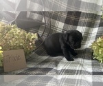 Small #1 Puggle