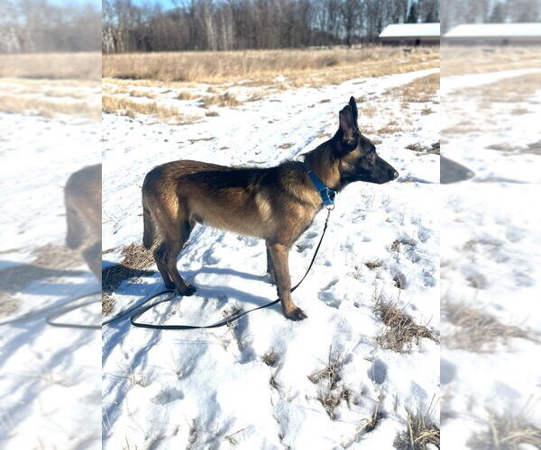 Medium Photo #4 Mutt Puppy For Sale in Imlay City, MI, USA