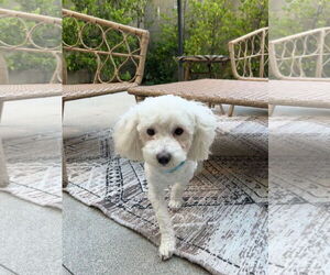 Poodle (Toy) Dogs for adoption in Menifee, CA, USA