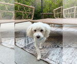 Small Poodle (Toy)