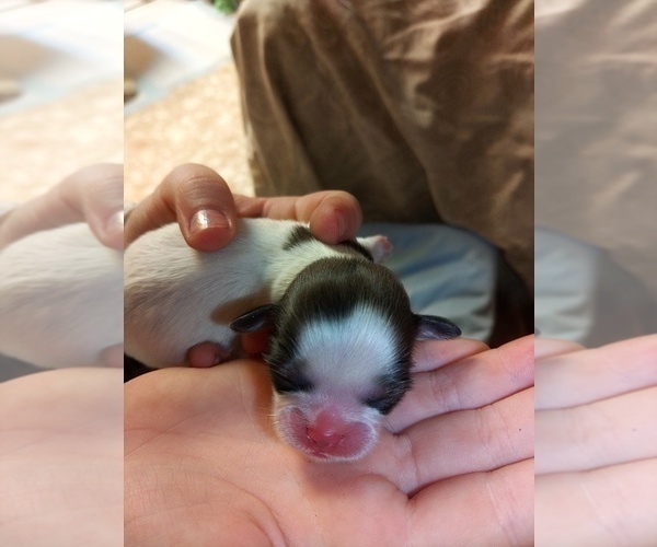 Medium Photo #7 Shih Tzu Puppy For Sale in FANNING SPGS, FL, USA