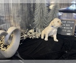 Small Photo #7 Saint Berdoodle Puppy For Sale in QUEEN CREEK, AZ, USA