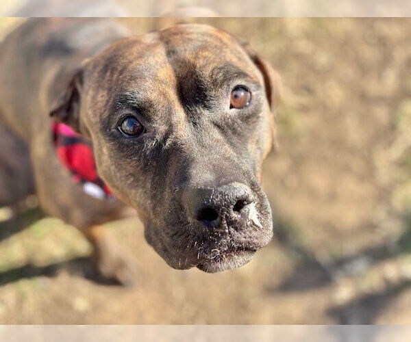 Medium Photo #3 Mutt Puppy For Sale in Tulsa, OK, USA