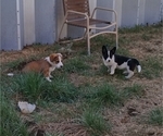 Small Photo #40 Border Collie-Pembroke Welsh Corgi Mix Puppy For Sale in CHILOQUIN, OR, USA