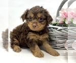 Puppy 2 YorkiePoo