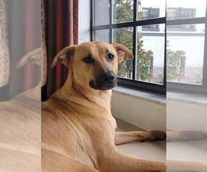 Labrador Retriever-Unknown Mix Dogs for adoption in McDonough, GA, USA