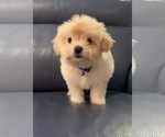 Small Photo #2 Maltipoo Puppy For Sale in LOS ANGELES, CA, USA