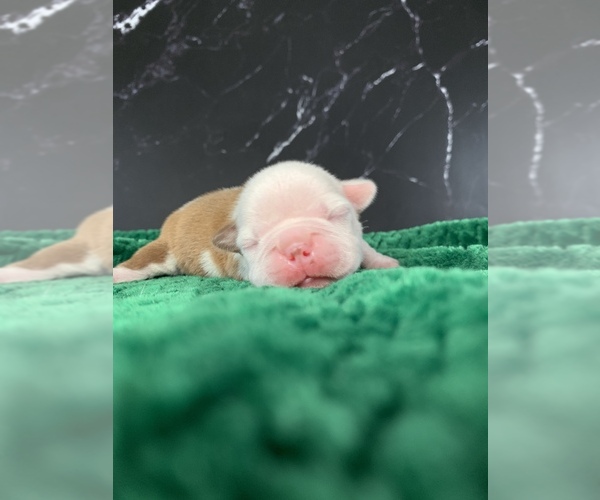 Medium Photo #32 Boston Terrier Puppy For Sale in TULARE, CA, USA