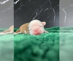 Small Photo #32 Boston Terrier Puppy For Sale in TULARE, CA, USA