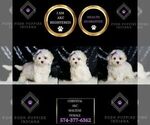 Small #5 Maltese