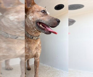 Mutt Dogs for adoption in Houston, TX, USA