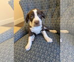 Small #5 American Staffordshire Terrier-Catahoula Leopard Dog Mix