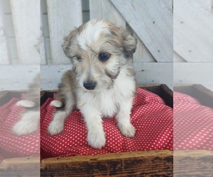 Bichon Frise-Miniature Australian Shepherd Mix Puppy for sale in CANON CITY, CO, USA