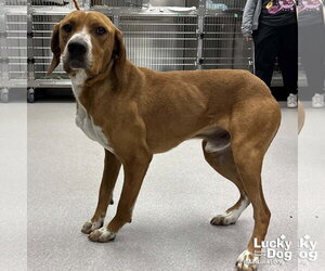 Redbone Coonhound-Unknown Mix Dogs for adoption in Washington, DC, USA