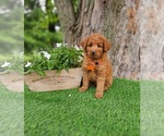 Small #1 Goldendoodle (Miniature)