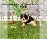 Small #1 Cavalier King Charles Spaniel