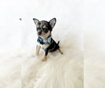 Small #5 Chihuahua