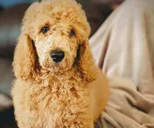 Poodle (Standard) Puppy for Sale in GORDONSVILLE, Virginia USA