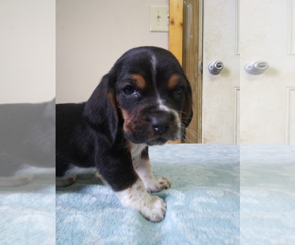 Medium Photo #3 Basset Hound Puppy For Sale in PETERSBURG, IN, USA