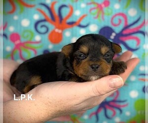 Biewer Terrier Puppy for sale in WINNSBORO, LA, USA