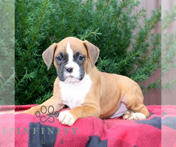 Medium Photo #1 Boxer Puppy For Sale in QUARRYVILLE, PA, USA