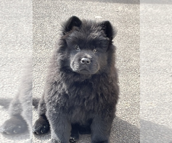 Medium Photo #7 Chow Chow Puppy For Sale in ELGIN, IL, USA