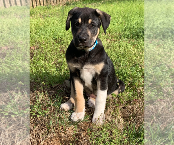 Medium Photo #4 Australian Shepherd-Unknown Mix Puppy For Sale in Holly Springs, NC, USA