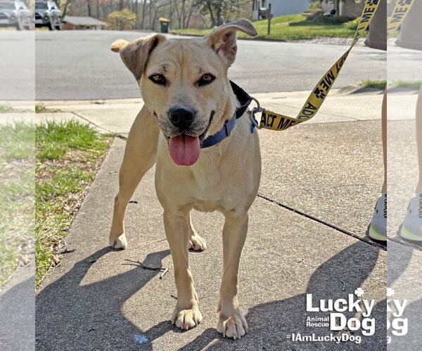 Medium Photo #10 Retriever -Unknown Mix Puppy For Sale in Washington, DC, USA