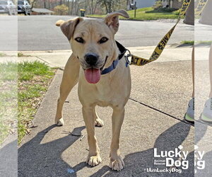 Brandice - Female Retriever -Unknown Mix Dog for Adoption - Photo #9