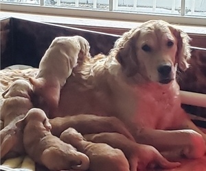 Golden Retriever Litter for sale in DEER PARK, WA, USA