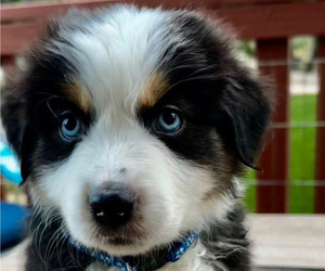 Miniature Australian Shepherd Puppy for sale in CRESTLINE, CA, USA