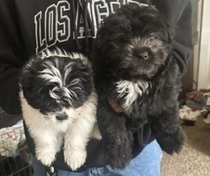 Shiranian Puppy for sale in PLAINFIELD, IL, USA