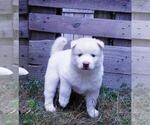 Small Photo #16 Siberian Husky Puppy For Sale in DINWIDDIE, VA, USA