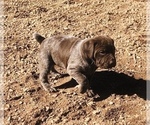 Small Photo #21 German Shorthaired Pointer Puppy For Sale in FLORISSANT, CO, USA