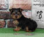 Small Photo #2 Yorkshire Terrier Puppy For Sale in BEL AIR, MD, USA