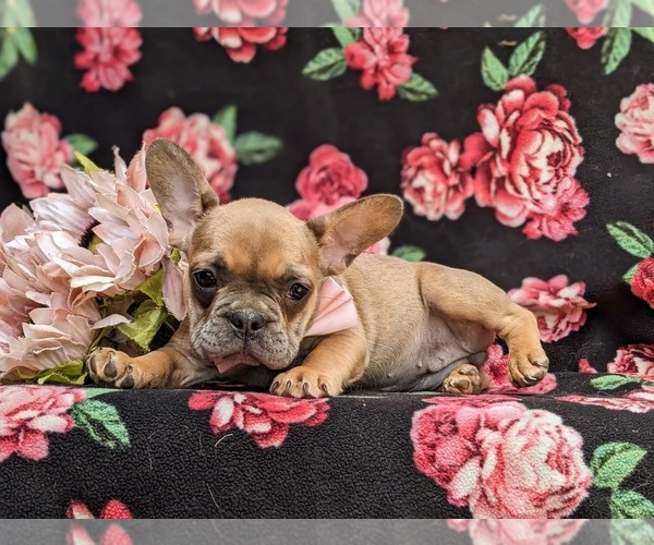 Medium Photo #7 French Bulldog Puppy For Sale in QUARRYVILLE, PA, USA