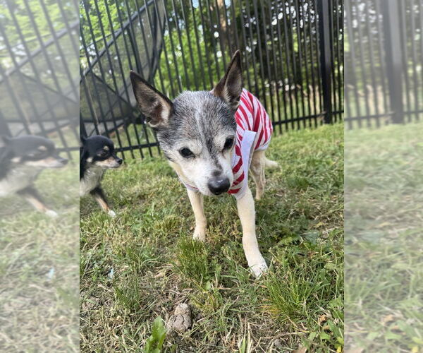 Medium Photo #5 Chihuahua-Unknown Mix Puppy For Sale in Mooresville, NC, USA