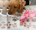Small Photo #6 Dachshund Puppy For Sale in PERRIS, CA, USA