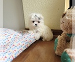 Puppy Minnie Maltese